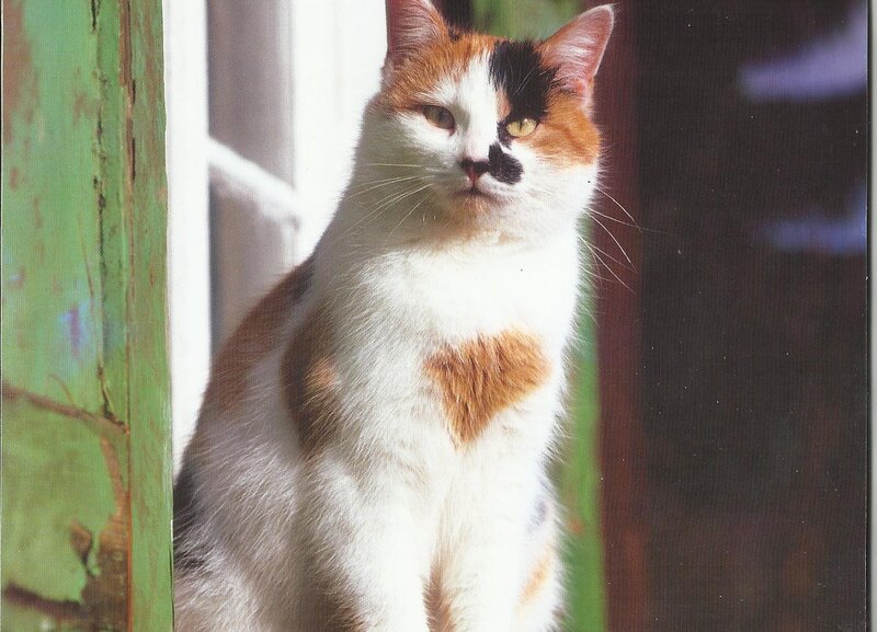 Calico Cat with Heart Marking