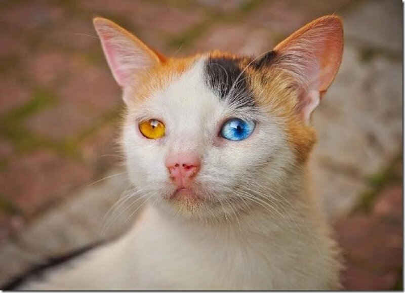 Calico Cat with Heterochromia