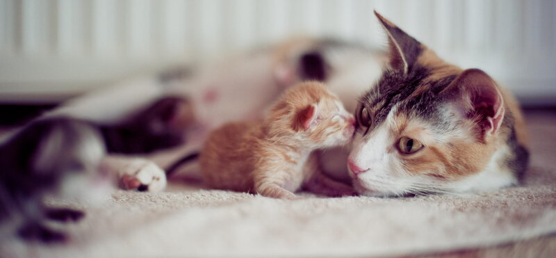 Calico Cat with Kitten — Brown