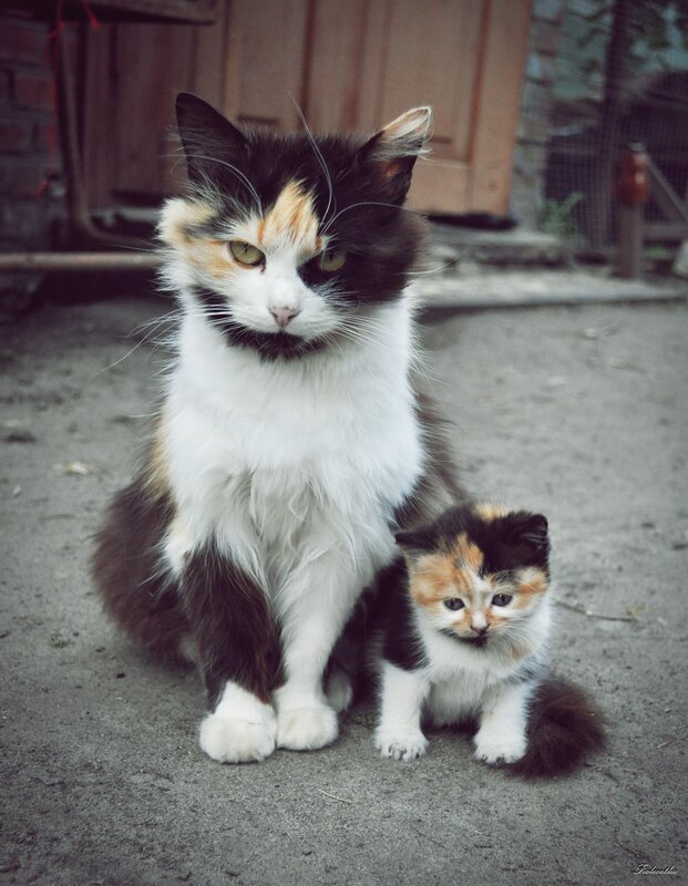 Calico cat with kitten