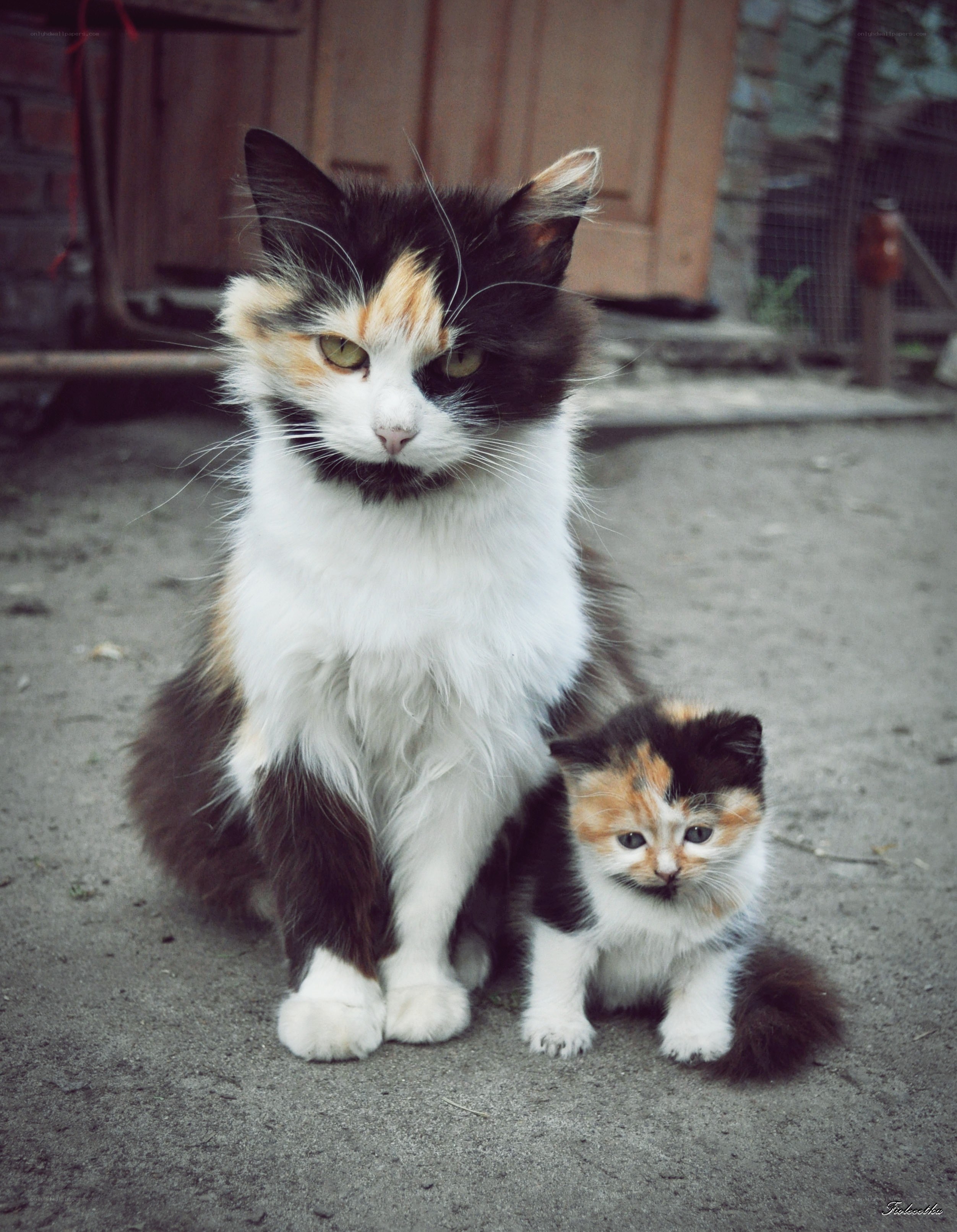 Calico cat with kitten