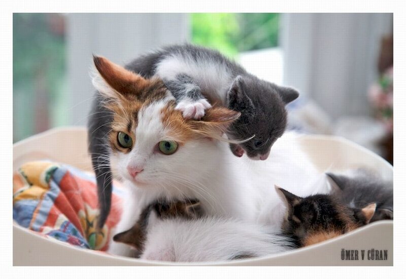 Calico Cat with Kittens