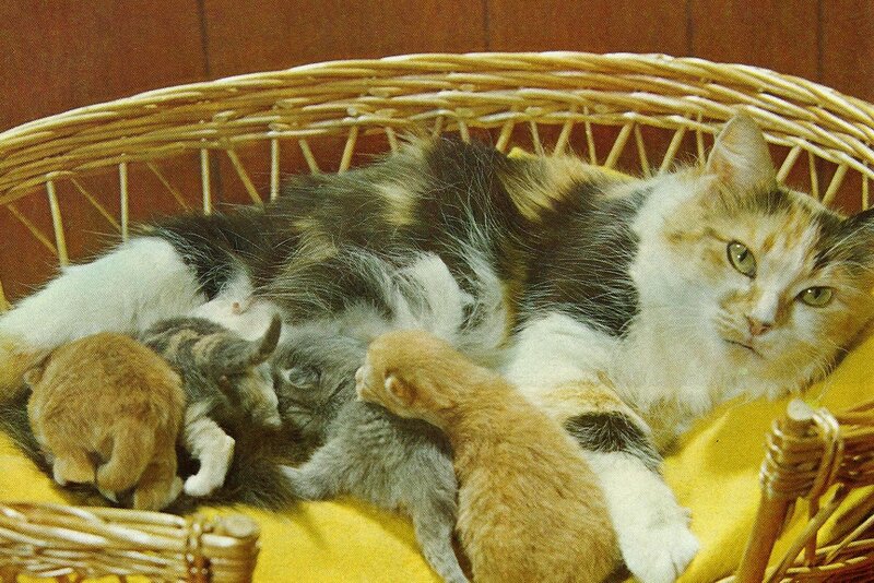 Calico Cat with Kittens — White, Calm