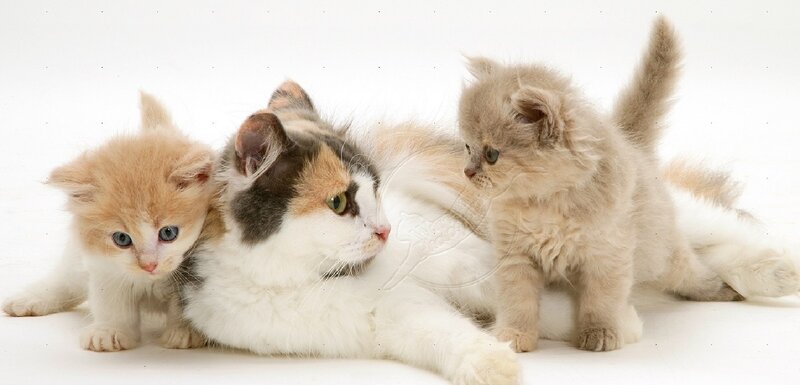 Calico Cat with Kittens — White, Peaceful