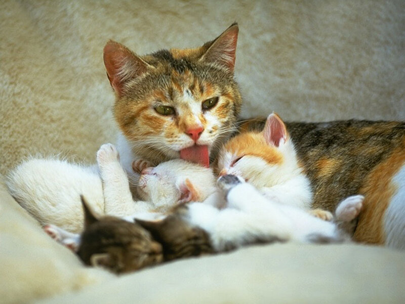 Calico Cat with Kittens — White