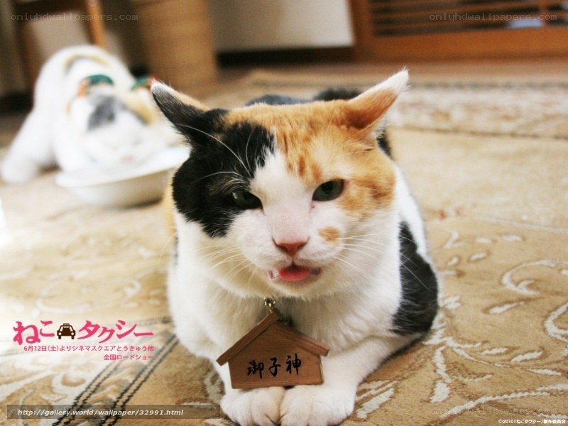 calico cat with name tag