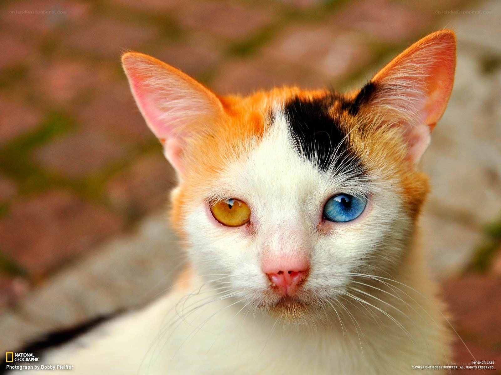 calico cat with odd eyes