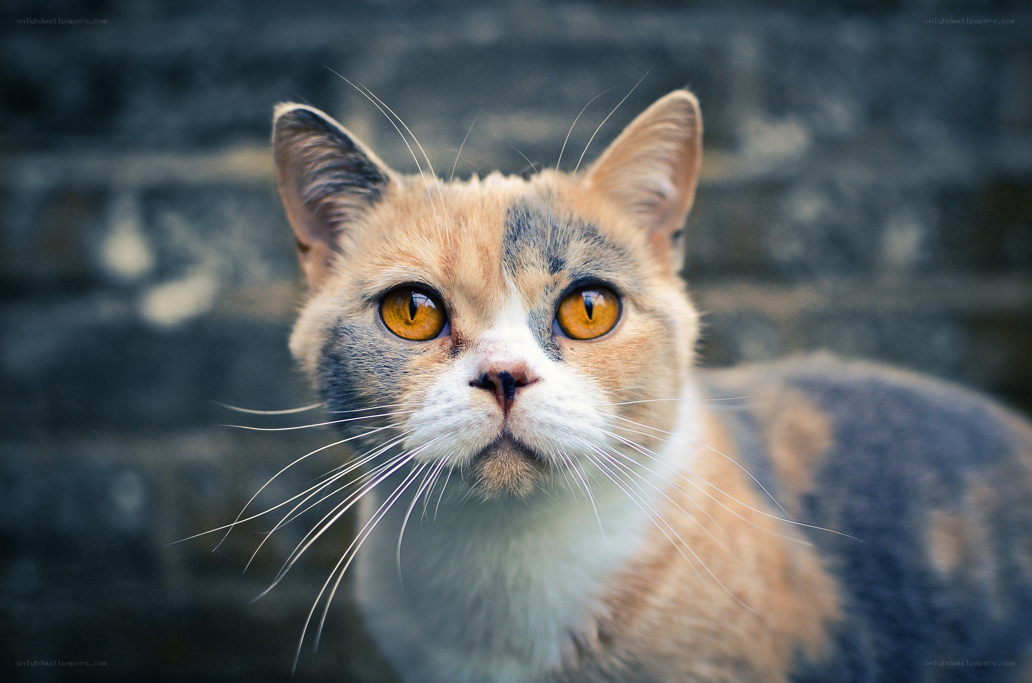 calico cat with orange eyes