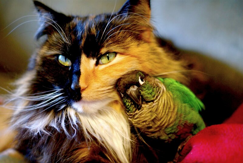 Calico Cat with Parrot