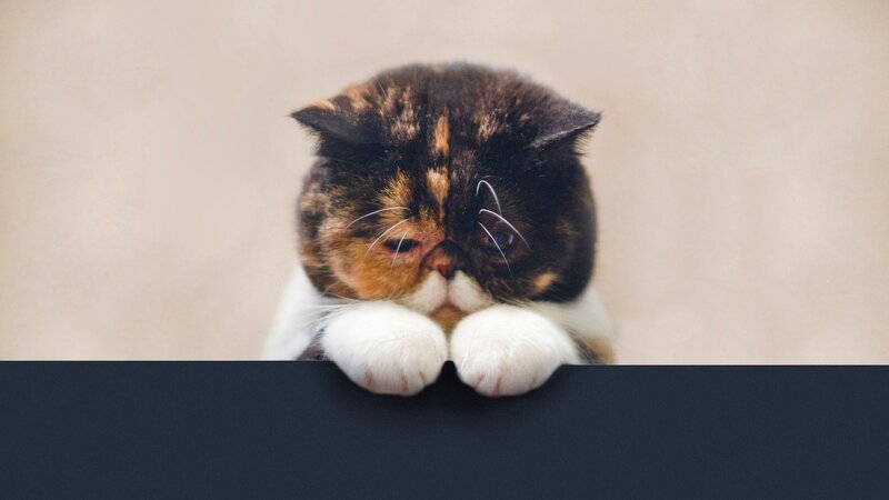Calico Cat with Paws