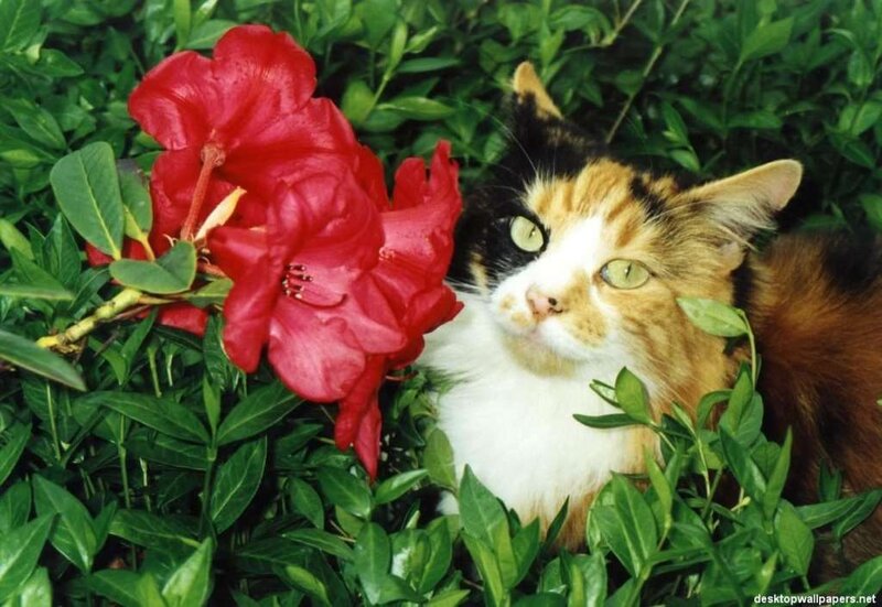 calico cat with red flower