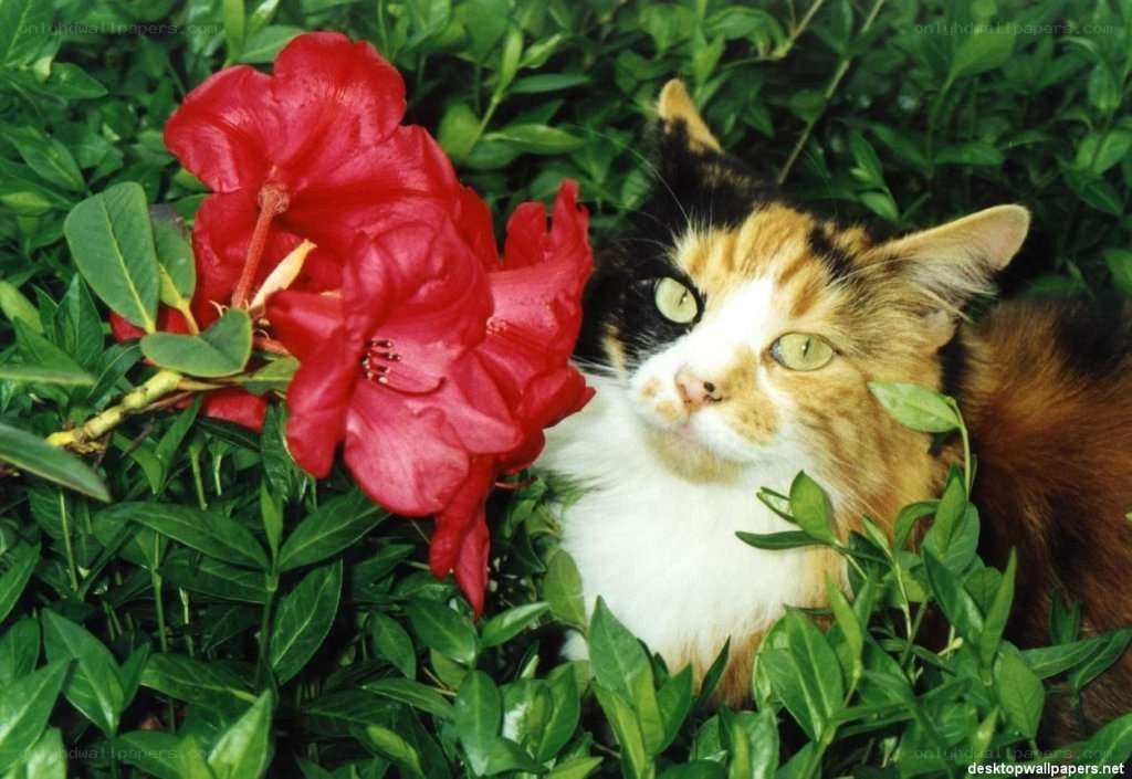 calico cat with red flower