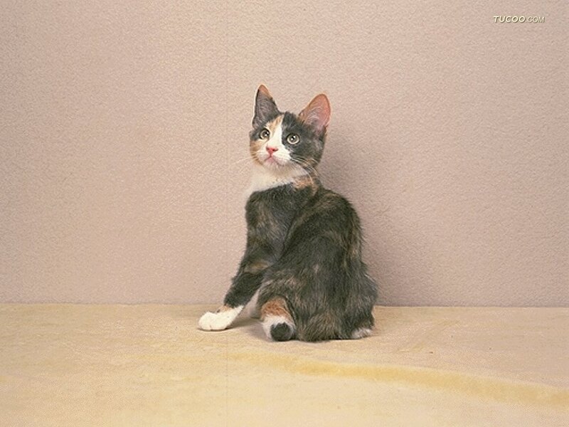 Calico Cat with Short Legs