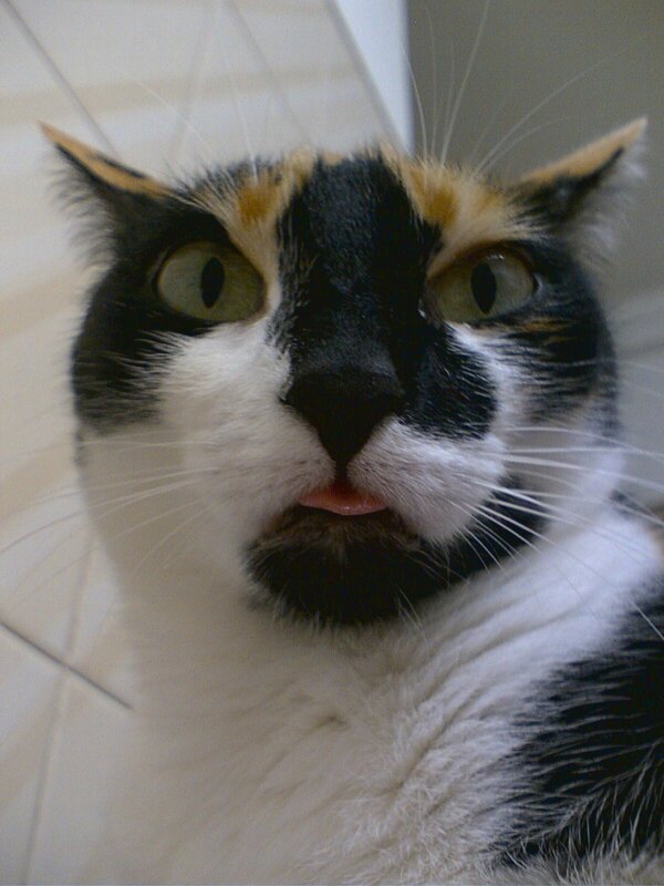 calico cat with tongue out