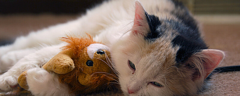 calico cat with toy