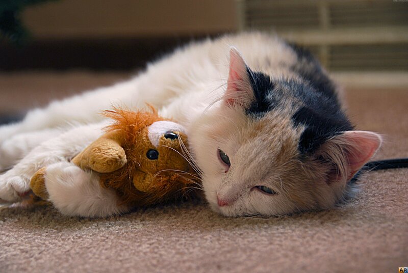 Calico Cat with Toy — White