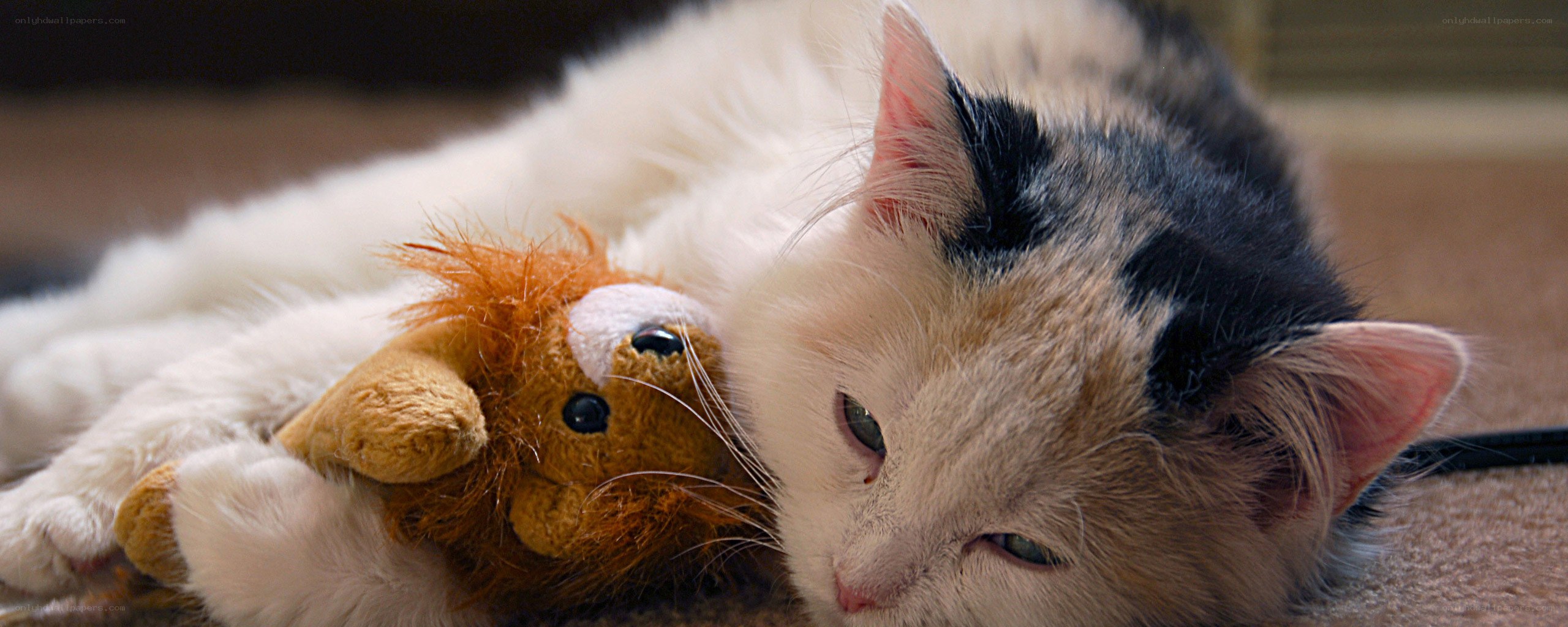 calico cat with toy