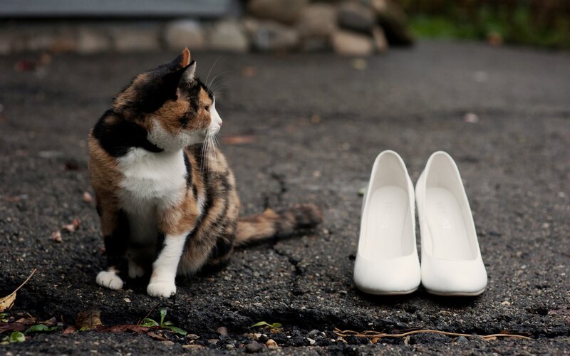 calico cat with white shoes