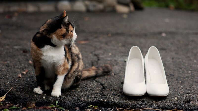 calico cat with white shoes