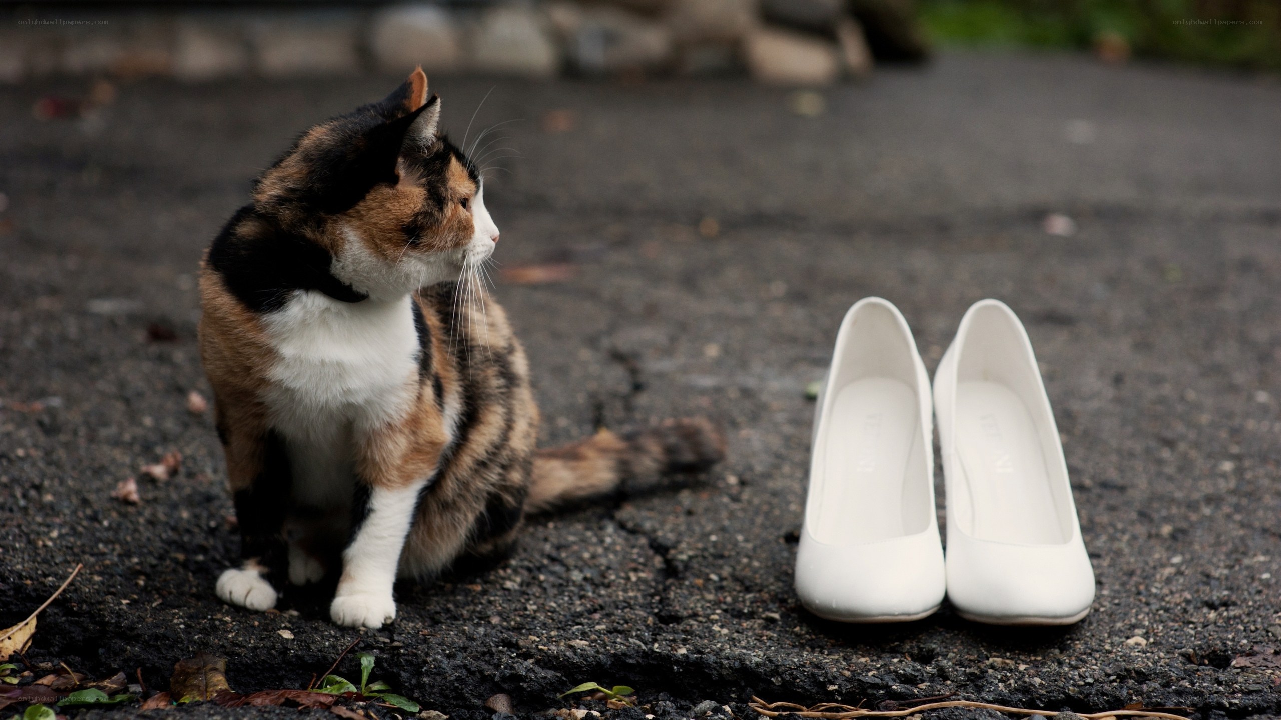 calico cat with white shoes