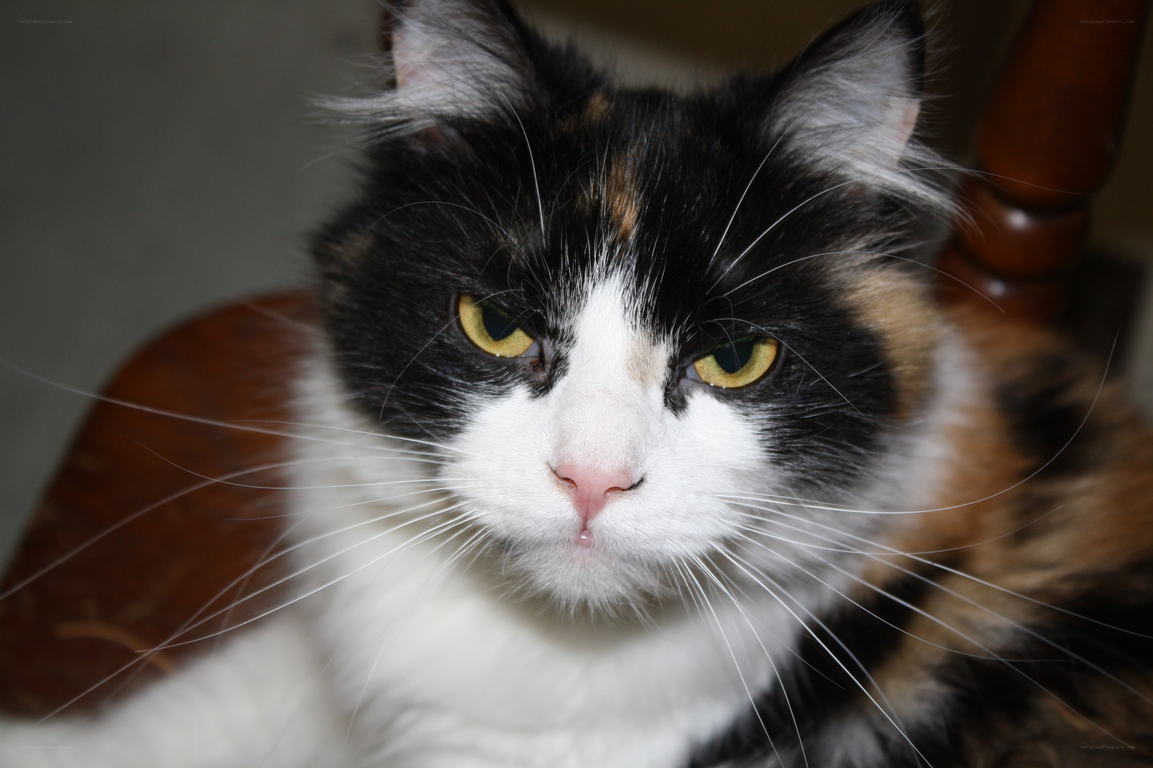 calico cat with yellow eyes