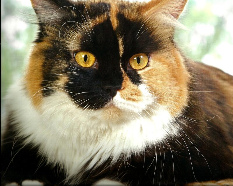 Calico Cat with Yellow Eyes — Black