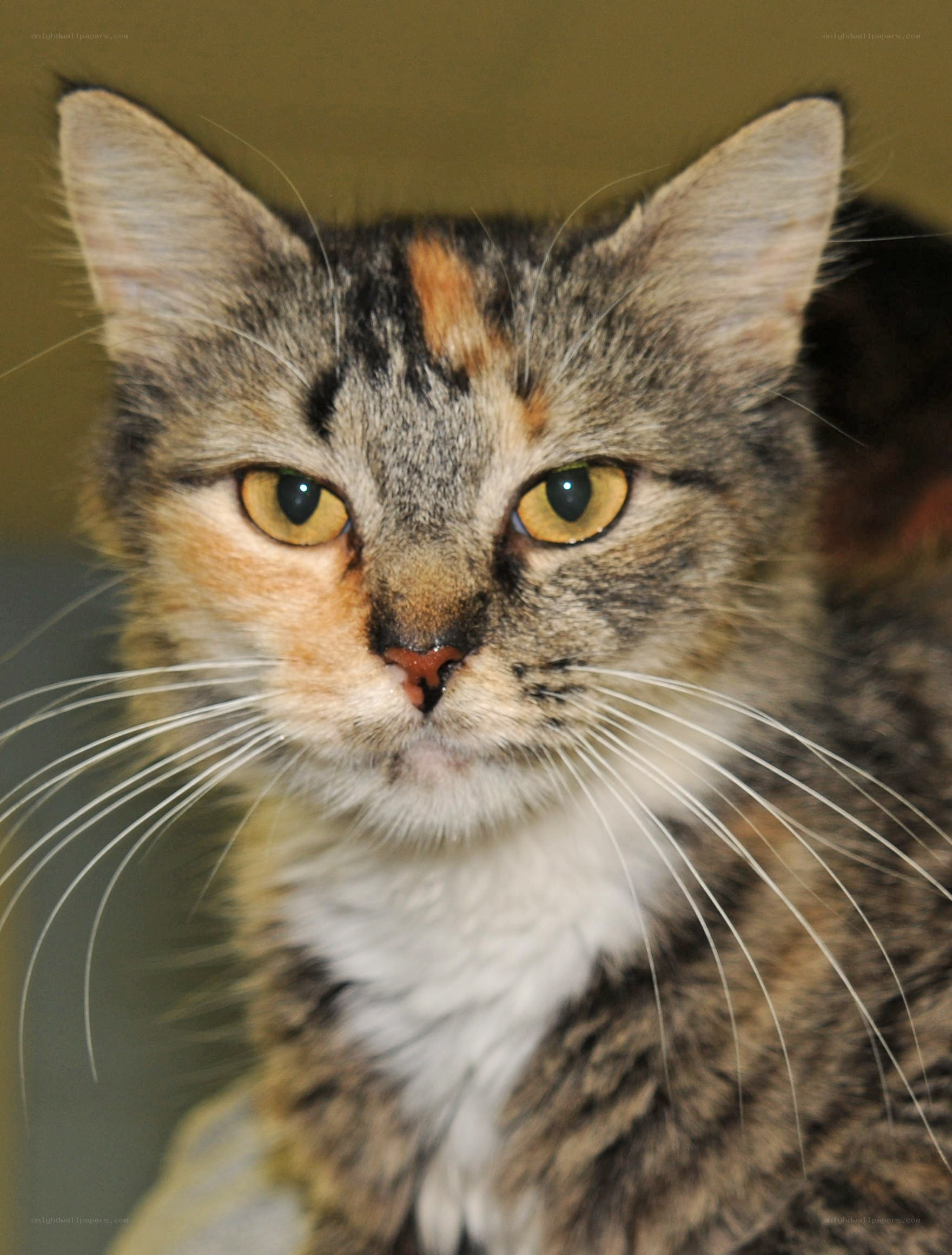 calico cat with yellow eyes