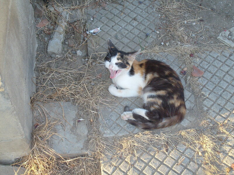 Calico Cat Yawning — Brown