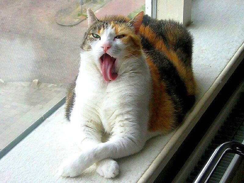calico cat yawning on windowsill