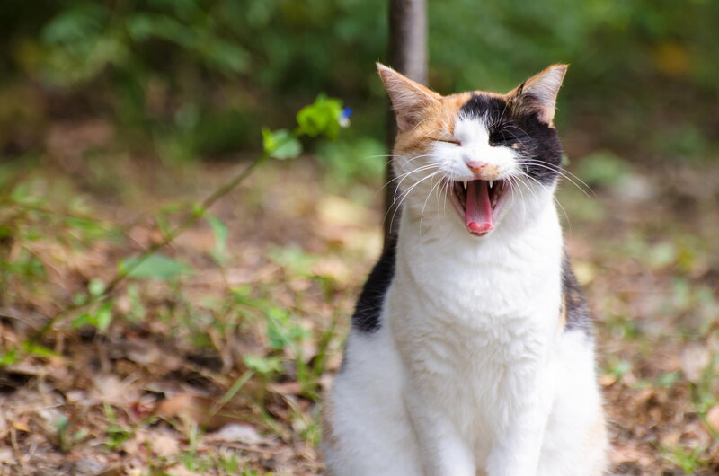 Calico Cat Yawning — White, Natural