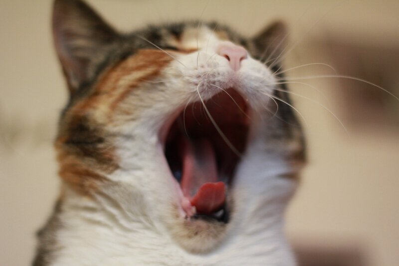 Calico Cat Yawning — White, Neutral, Photograph