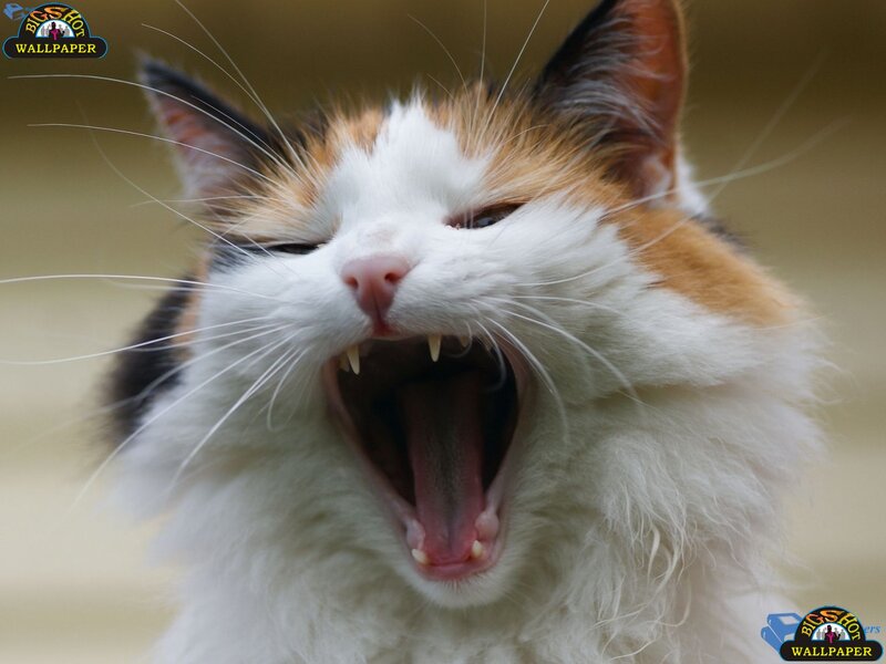 Calico Cat Yawning — White, Neutral