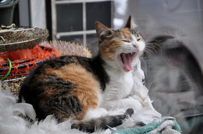 Calico Cat Yawning — White, Relaxed, Photograph