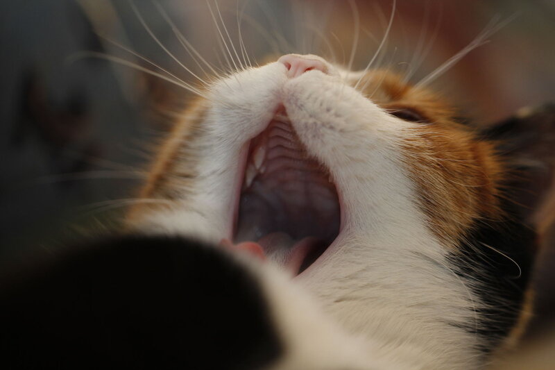 Calico Cat Yawning — White, Relaxed