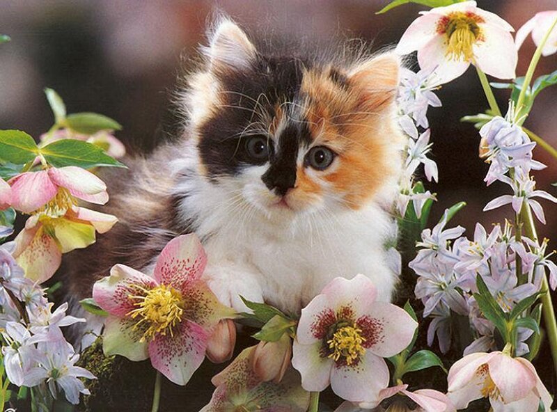 calico kitten among flowers