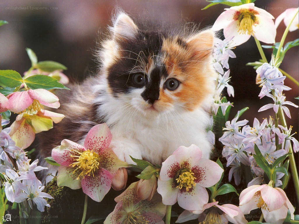 calico kitten among flowers