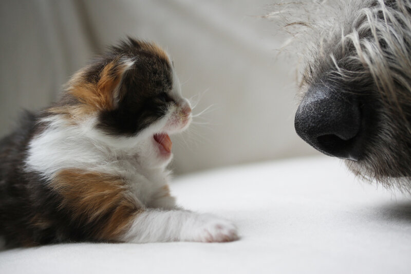 Calico Kitten and Dog