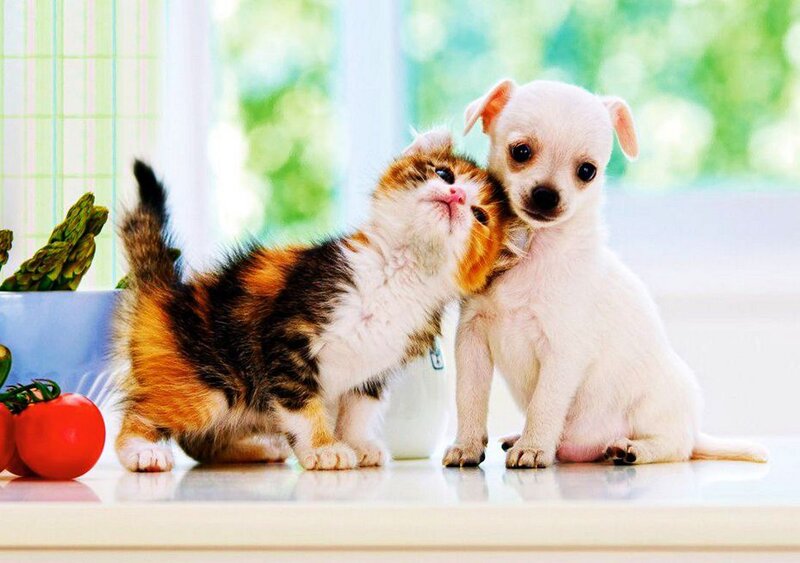 Calico Kitten and Puppy