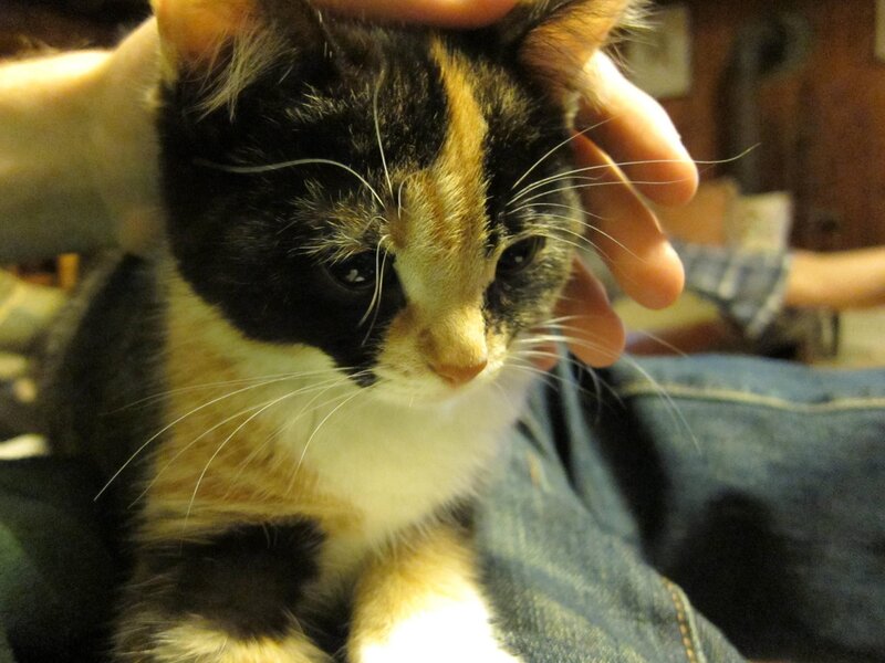 calico kitten being petted