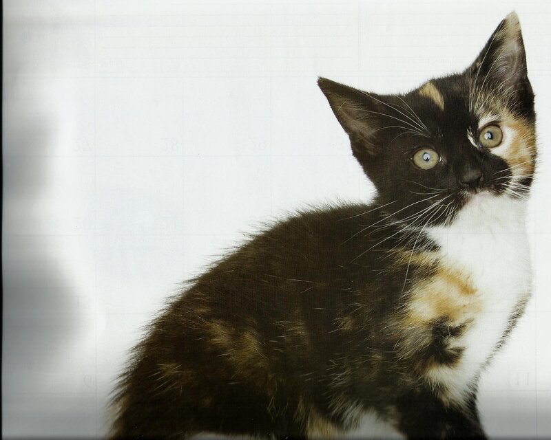 Calico Kitten — Black, Curious
