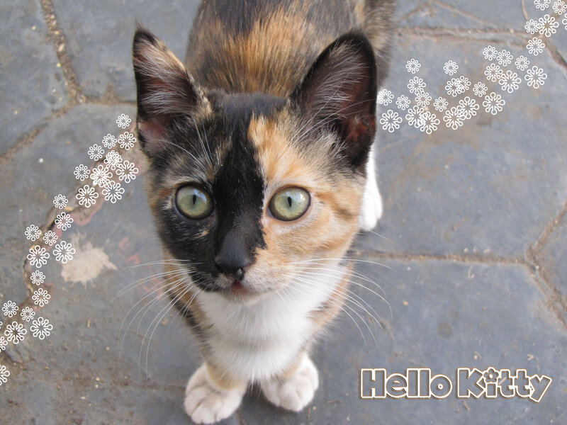 Calico Kitten — Black, Neutral