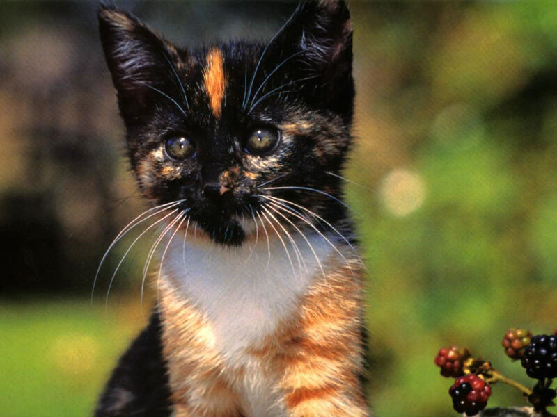 Calico Kitten — Black