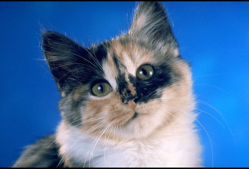 Calico Kitten — Blue