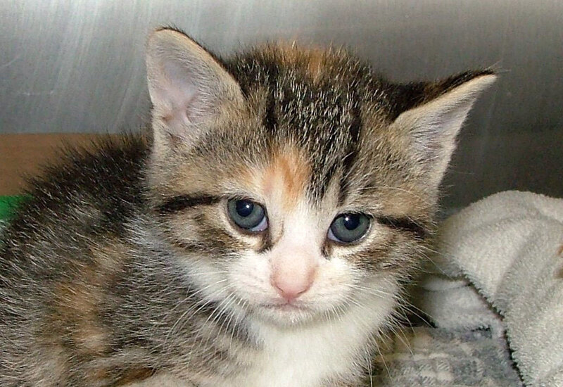 Calico Kitten — Brown, Calm, Photograph