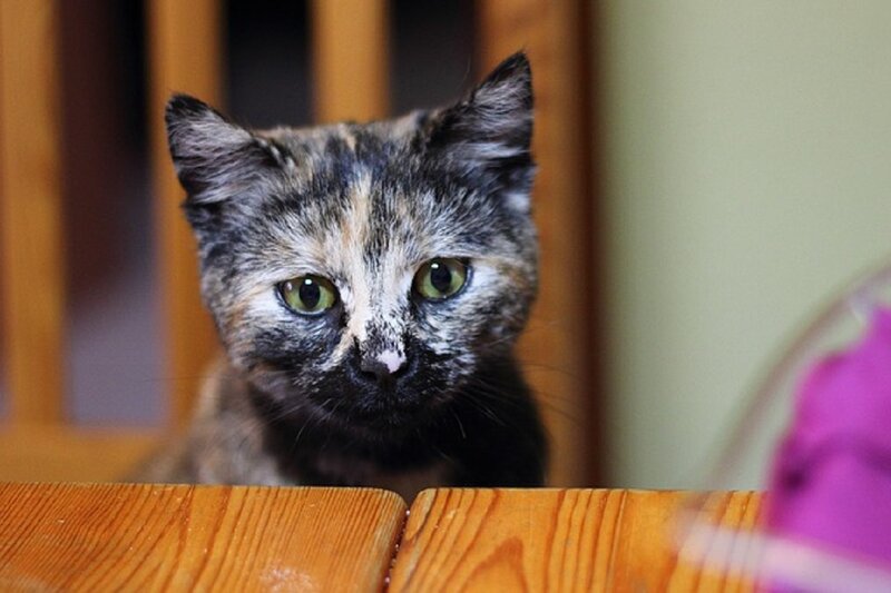 Calico Kitten — Brown, Curious, Photograph
