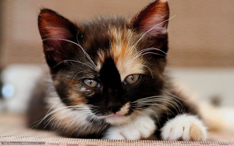 Calico Kitten — Brown, Curious, Photograph, Whiskers