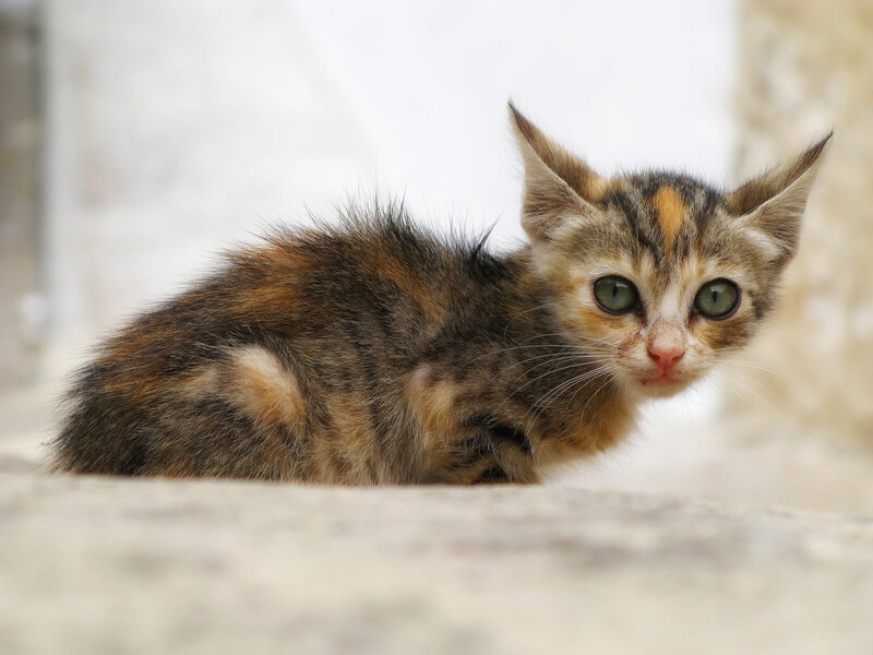 Calico Kitten — Brown, Curious