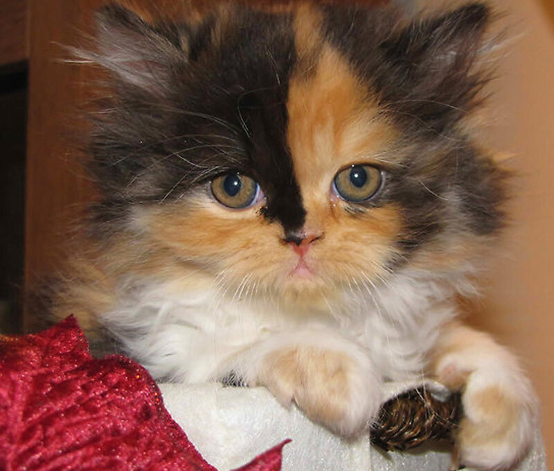 Calico Kitten — Brown, Innocent