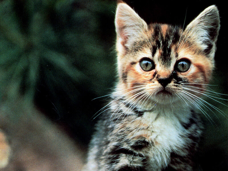 Calico Kitten — Brown