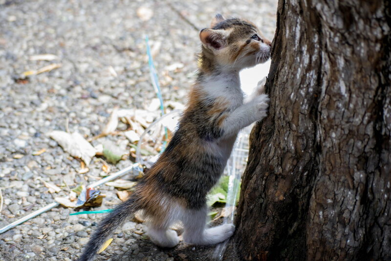Calico Kitten Climbing Tree